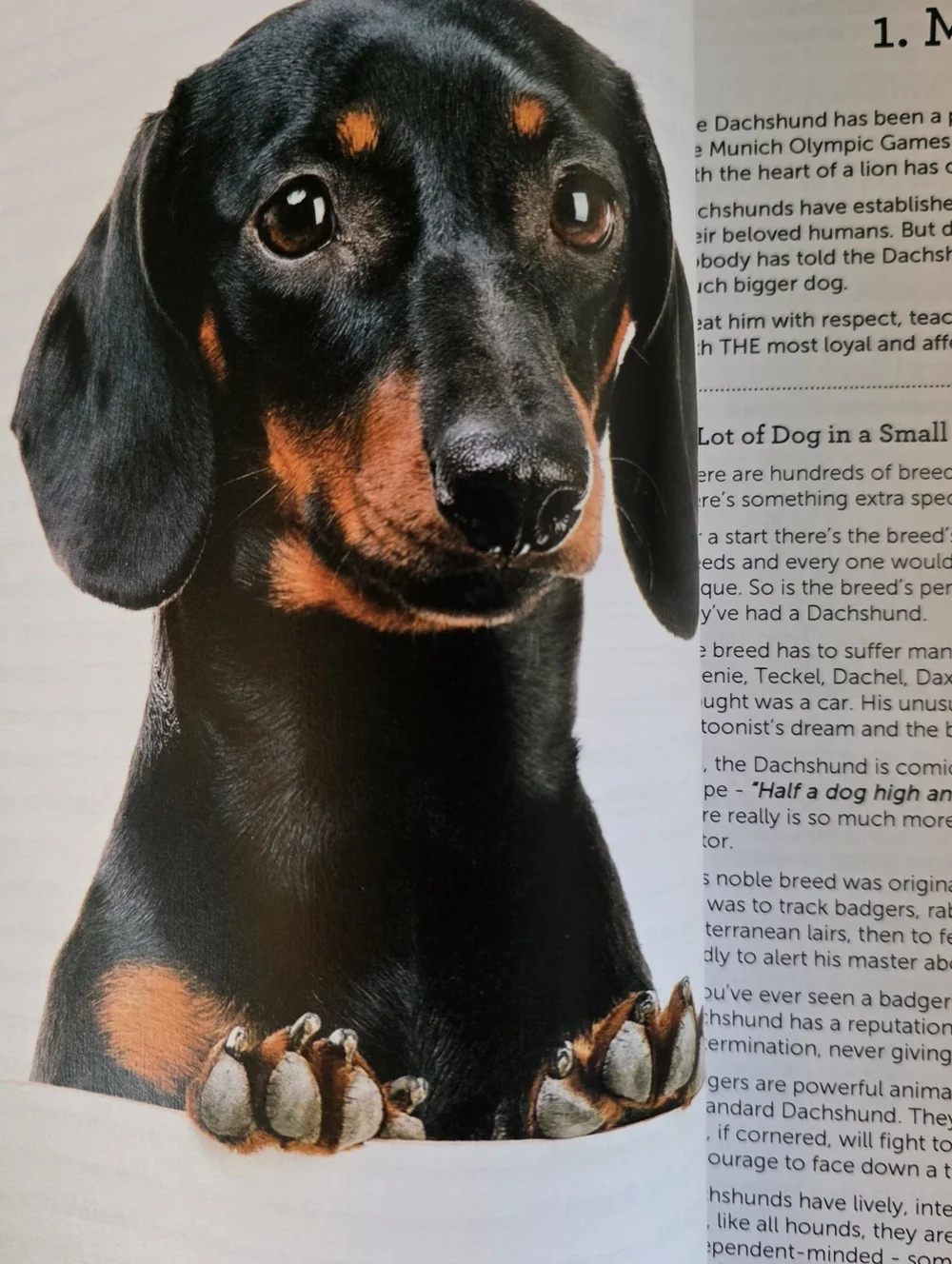 The Dachshund Handbook & Training Book